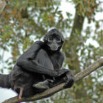 Singe araignée à tête brune – Los Cedros