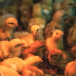 16361795384_eb08f9dc3a_k