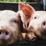 270354898_988943251694063_6494537812319169267_n