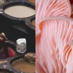 32601271477_6203e46afa_k