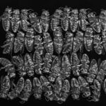 46334840174_1dc471786c_k