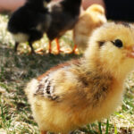 5538235764_5dee61e9a1_k