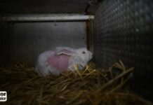 Lapins angoras maltraités : One Voice porte plainte