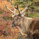 caribou-gfc6616b86_1920