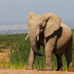 Eléphant d&rsquo;Afrique – Flickr