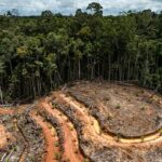 indonsie-deforestation
