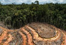 100 grandes marques de mode impliquées dans la déforestation au Brésil