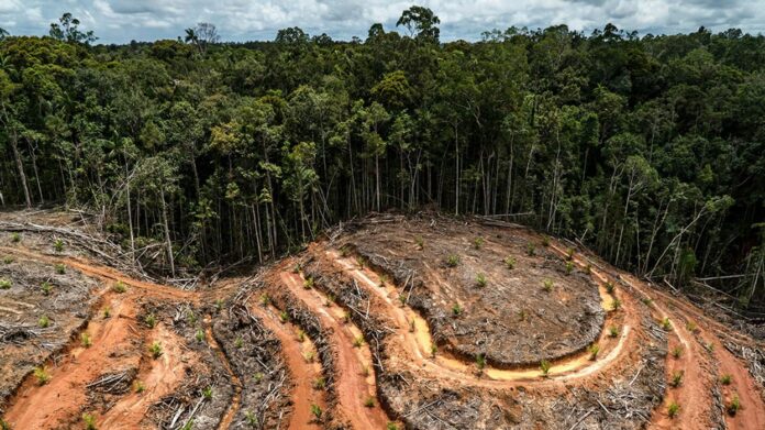 100 grandes marques de mode impliquées dans la déforestation au Brésil