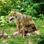 Les-animaux-nous-les-aimons-sauvons-les-Le-loup