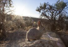 Au milieu du chaos, le sauvetage géant d’un lapin minuscule