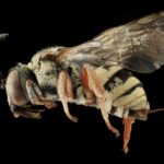 pexels-pixabay-33481