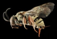 Etude : la reproduction des abeilles gravement atteinte