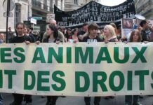 Tribune : « Il y a bien une propagande spéciste dans les écoles »