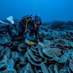 0111de355e_50185648_prelevement-recif-corallien-tahiti-alexis-rosenfeld