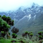 1172_ruwenzori