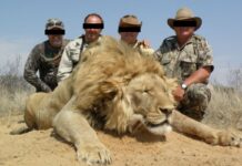 UK : importer des trophées de chasse bientôt interdit !