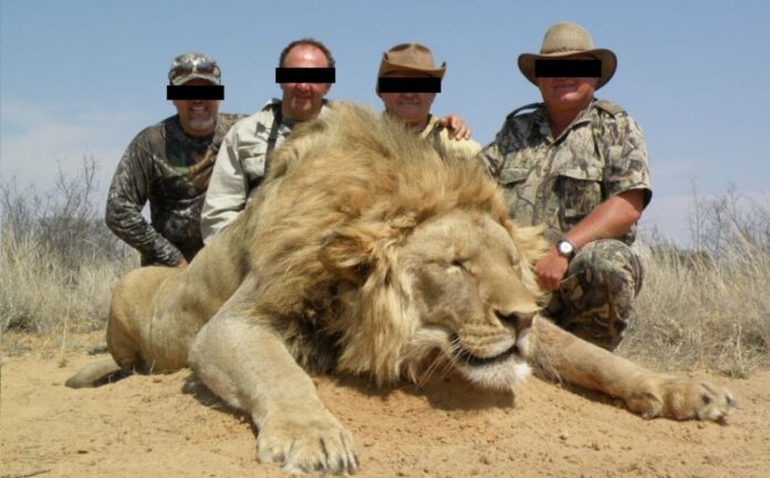 UK : importer des trophées de chasse bientôt interdit !