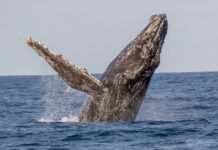 La baleine : gigantesque poumon bleu de notre planète