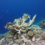 ahmed-areef-sbjq4byoad4-unsplash-2 (1)