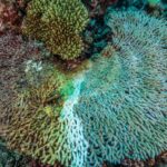 le-blanchissement-des-coraux-en-trois-questions