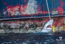 Pêche aux ailerons de requins : la cruauté doit cesser
