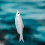 pexels-ion-ceban-ionelceban-3010500