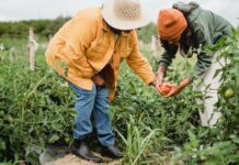 Etude : manger végétal est doublement bon pour la planète