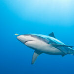 requin à pointe blanche