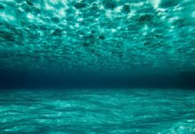 Etude : les zones mortes océaniques gagnent du terrain
