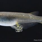 size-selective-fishing