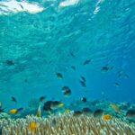 underwater-g5b458932e_1280