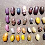 163158781_451972589448880_1778080357926620038_n