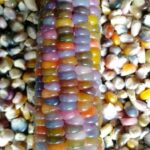 237149365_539281667384638_2730034409208780763_n