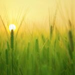 barley-field-gaa4ffee3e_1280