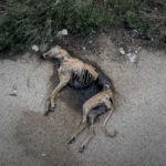 Capture d’écran 2022-03-16 à 15.17.12