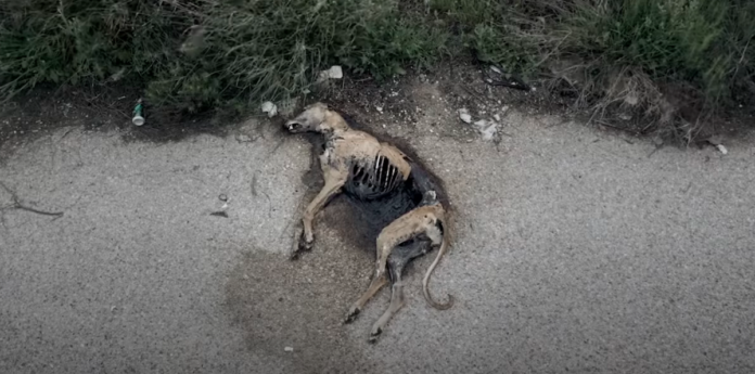 Le calvaire des Galgos, ces chiens martyrs de l’Espagne