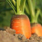 carrot-g22cddf977_1280