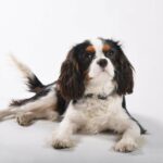Cavalier King Charles