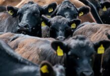 Tribune : l’élevage aggrave la précarité alimentaire mondiale