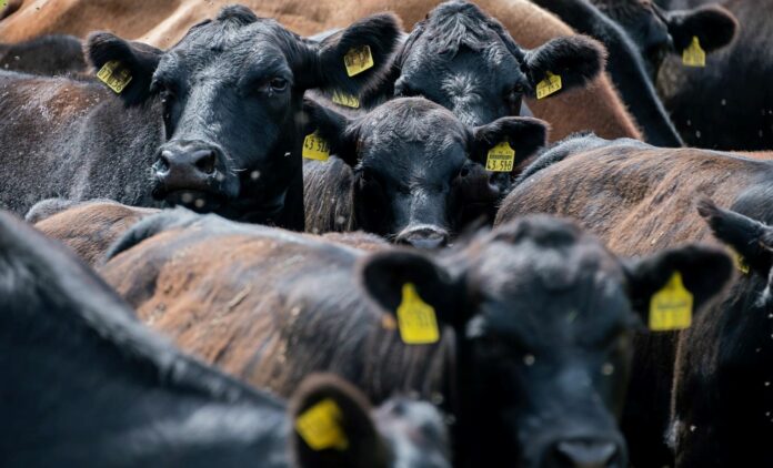 Tribune : l’élevage aggrave la précarité alimentaire mondiale