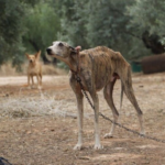 galgos-del-sur 2