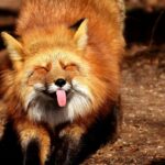 lisa-potiagivaetsia-pokazyvaet-iazyk-smeshnoe-funny-fox