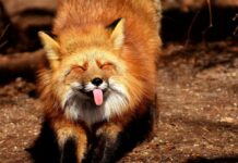 Et si on donnait des droits fondamentaux aux animaux ?