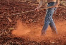 Un nouveau rapport redoute la fin des terres agricoles