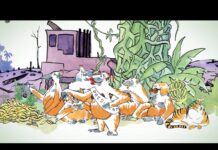 « Chantal Présidente ! » : une orang-outan candidate contre la déforestation