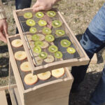 Solarbrother-OMY-Clayette Kiwi