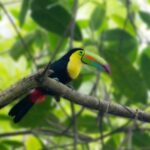 Toucan panama