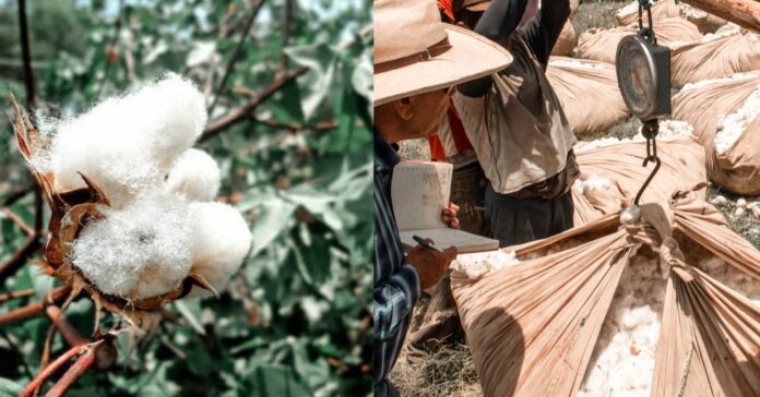 Un créateur franco-péruvien met en avant le savoir-faire du Pérou