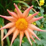 118557861_10223593772977571_6955151002197170714_n