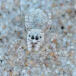 Attulus distinguendus